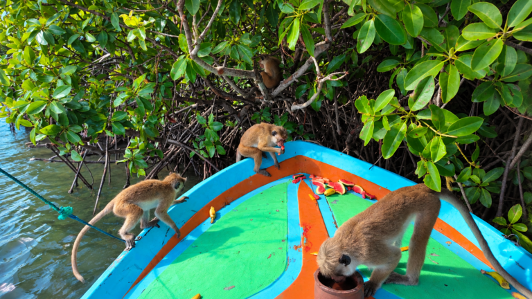 Monkey Island Negombo Boat Tour