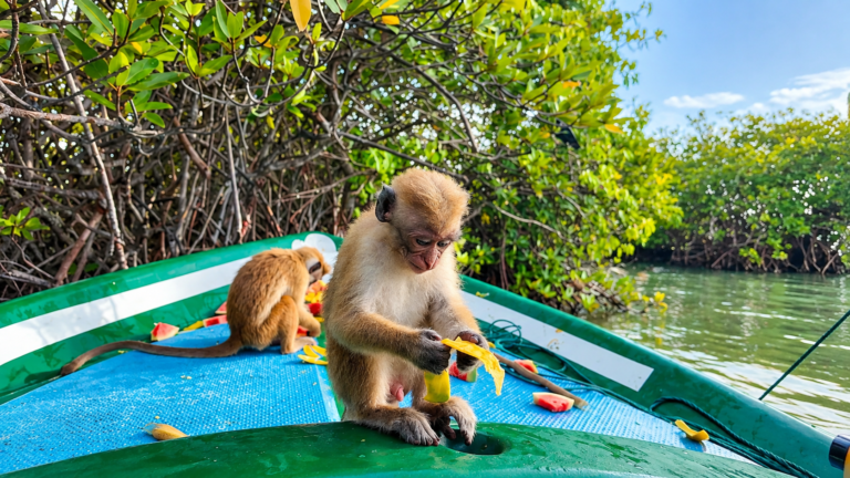 Monkey Island Negombo Boat Tour