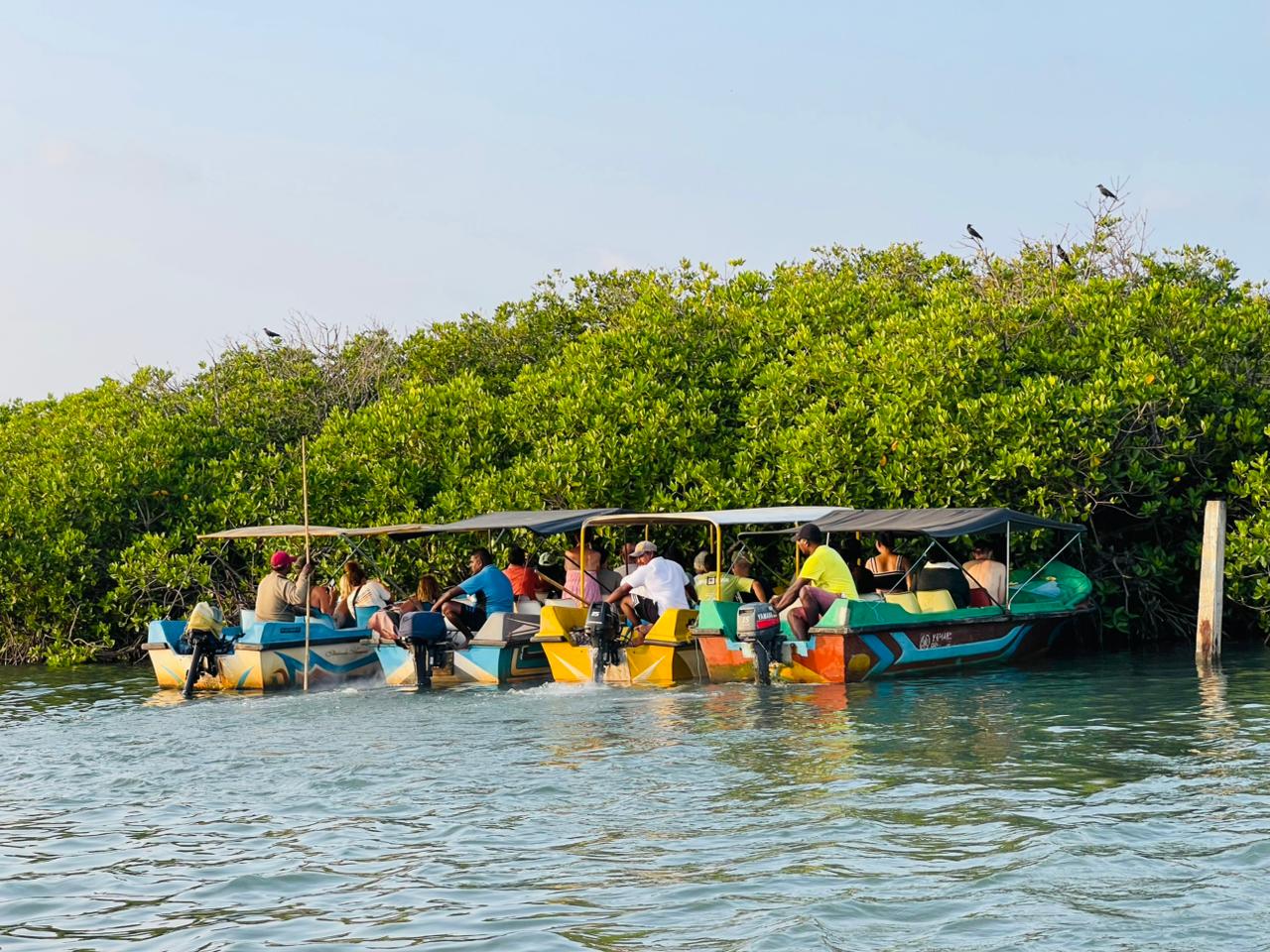 Lush mangrove forest channels on Negombo Lagoon boat tour Sri Lanka