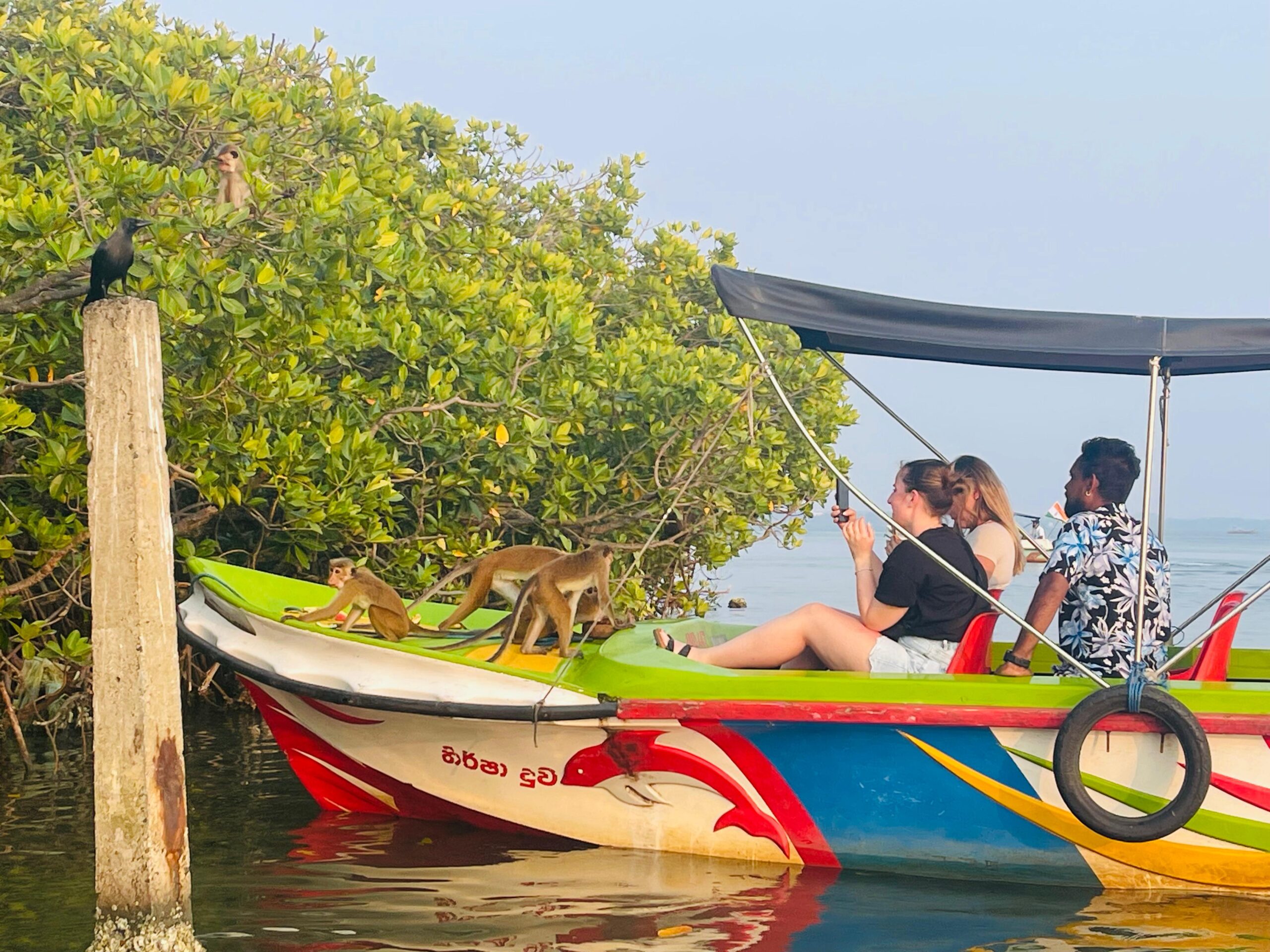 Wild monkeys on Monkey Island — Negombo Lagoon wildlife boat tour Sri Lanka