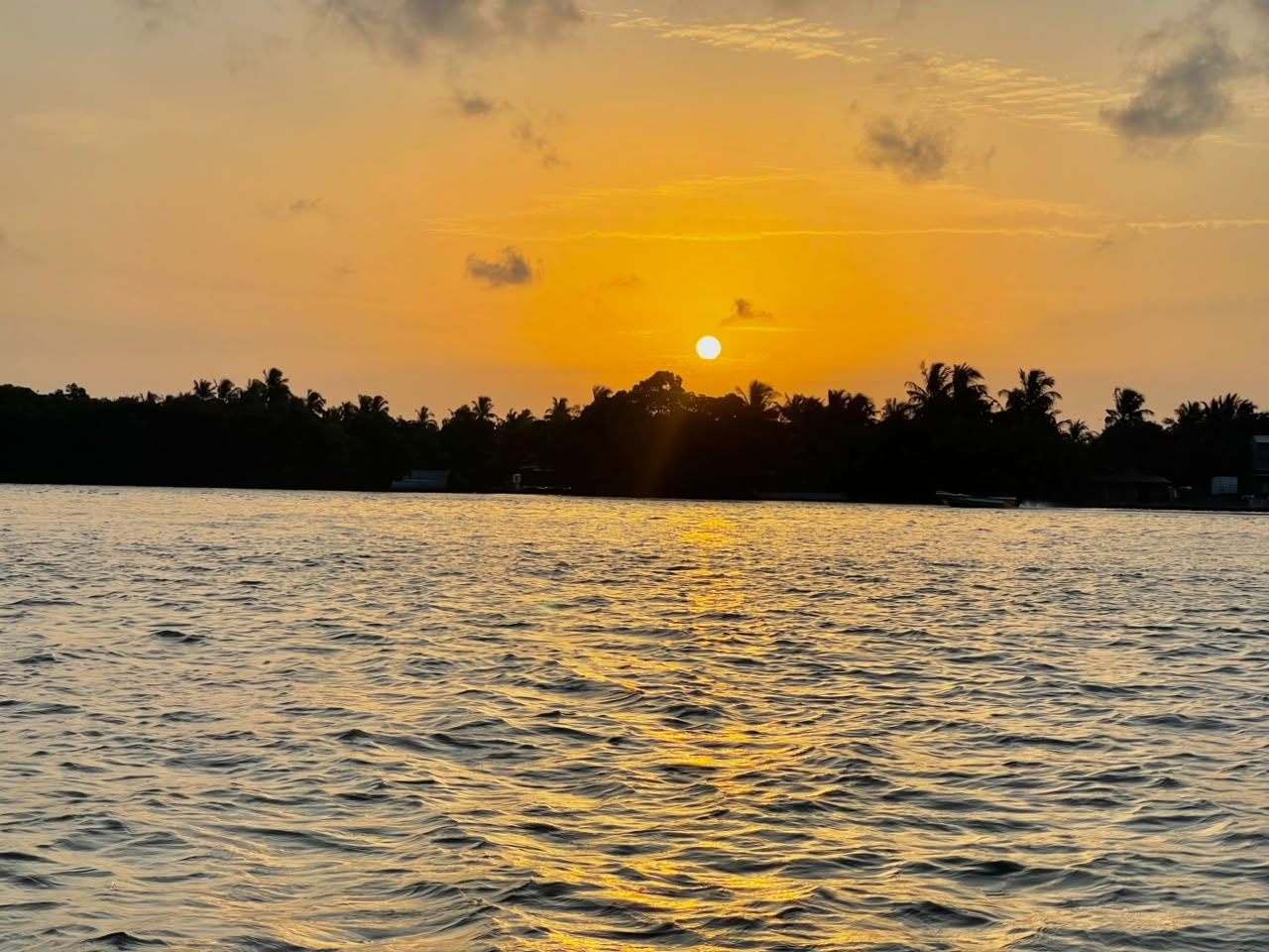 Mangrove forest channels on Negombo Lagoon boat tour — lush green waterway in Sri Lanka