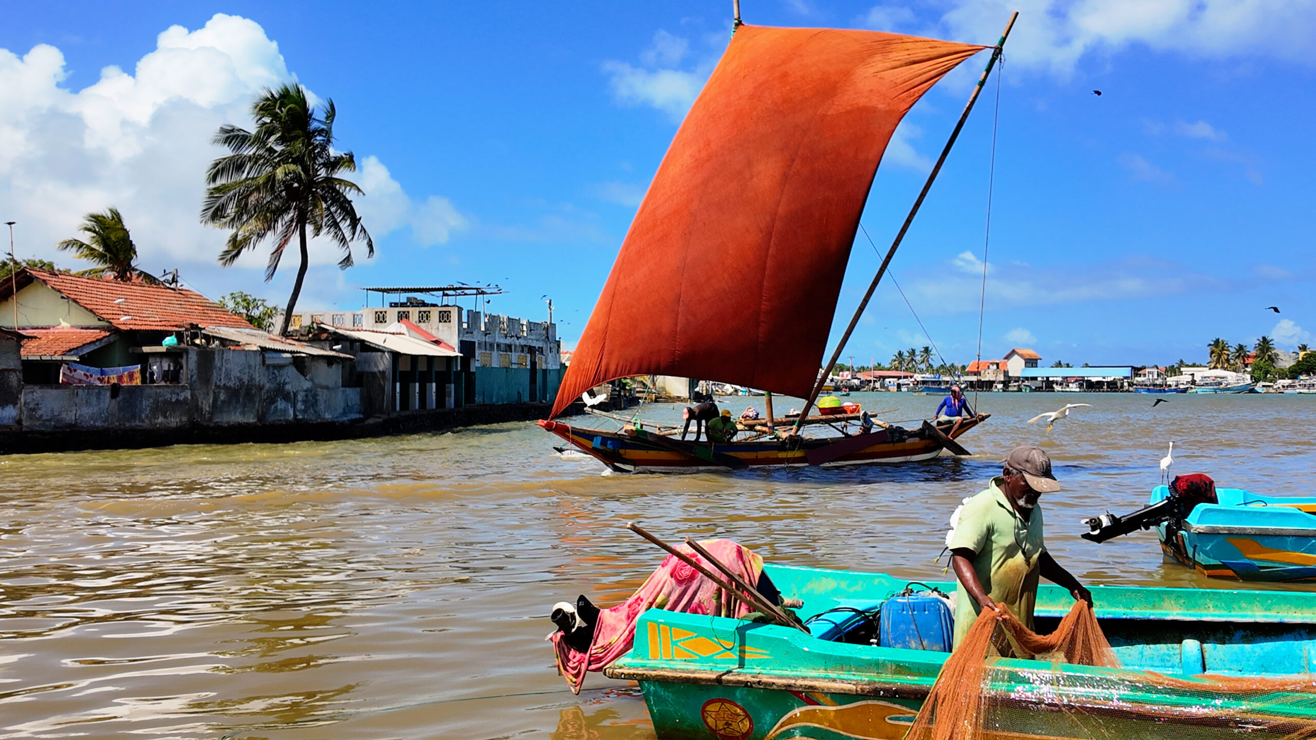 Wildlife spotting on Negombo Lagoon — birds and nature along the Dutch Canal Sri Lanka boat tour