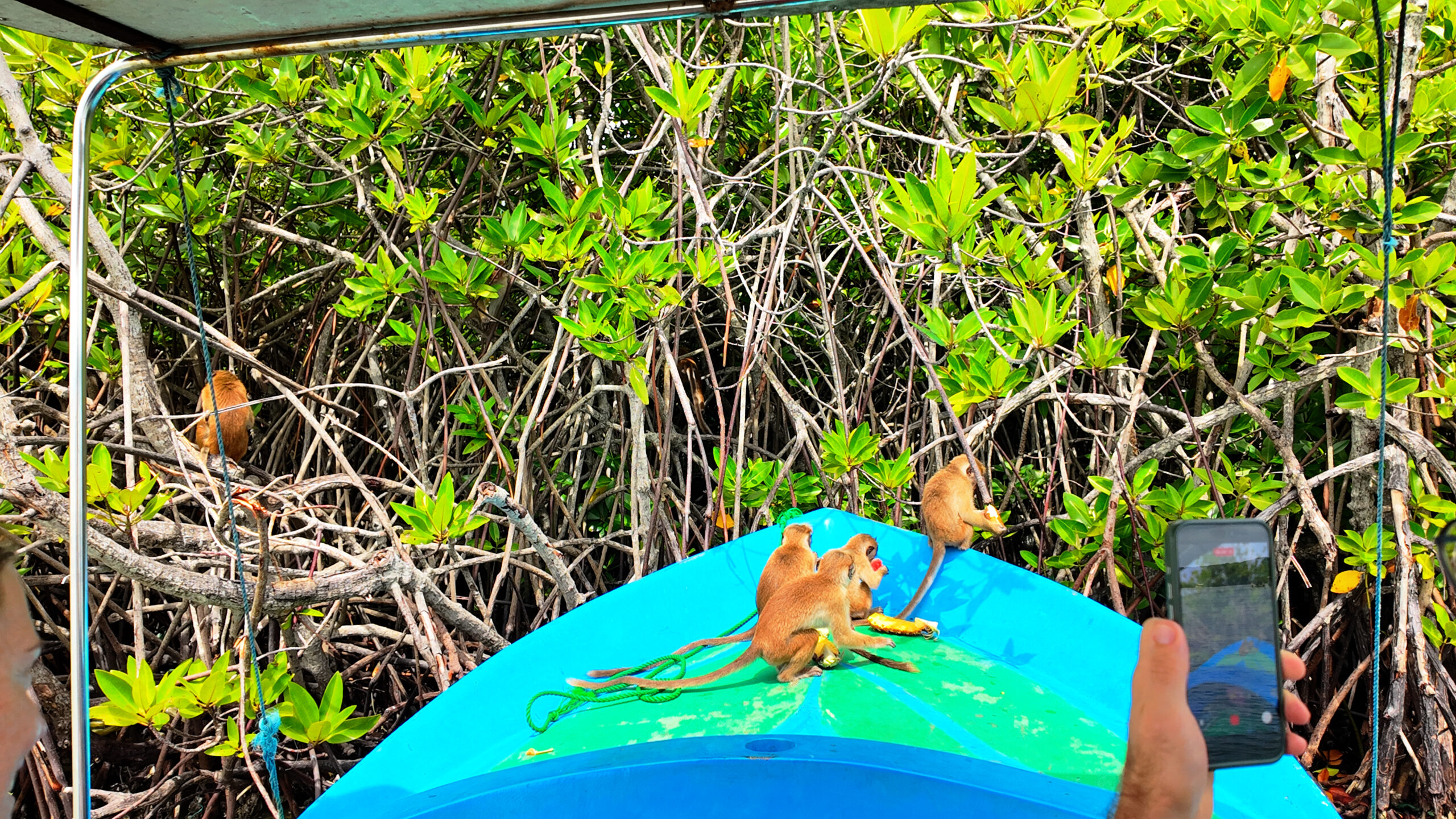 Mangrove forest channels on Negombo Lagoon boat tour — lush green waterway in Sri Lanka