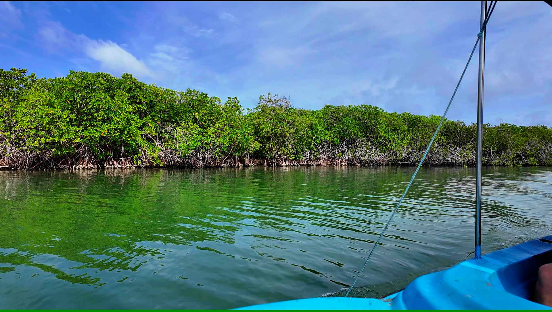 Lush mangrove forest channels on Negombo Lagoon boat tour Sri Lanka