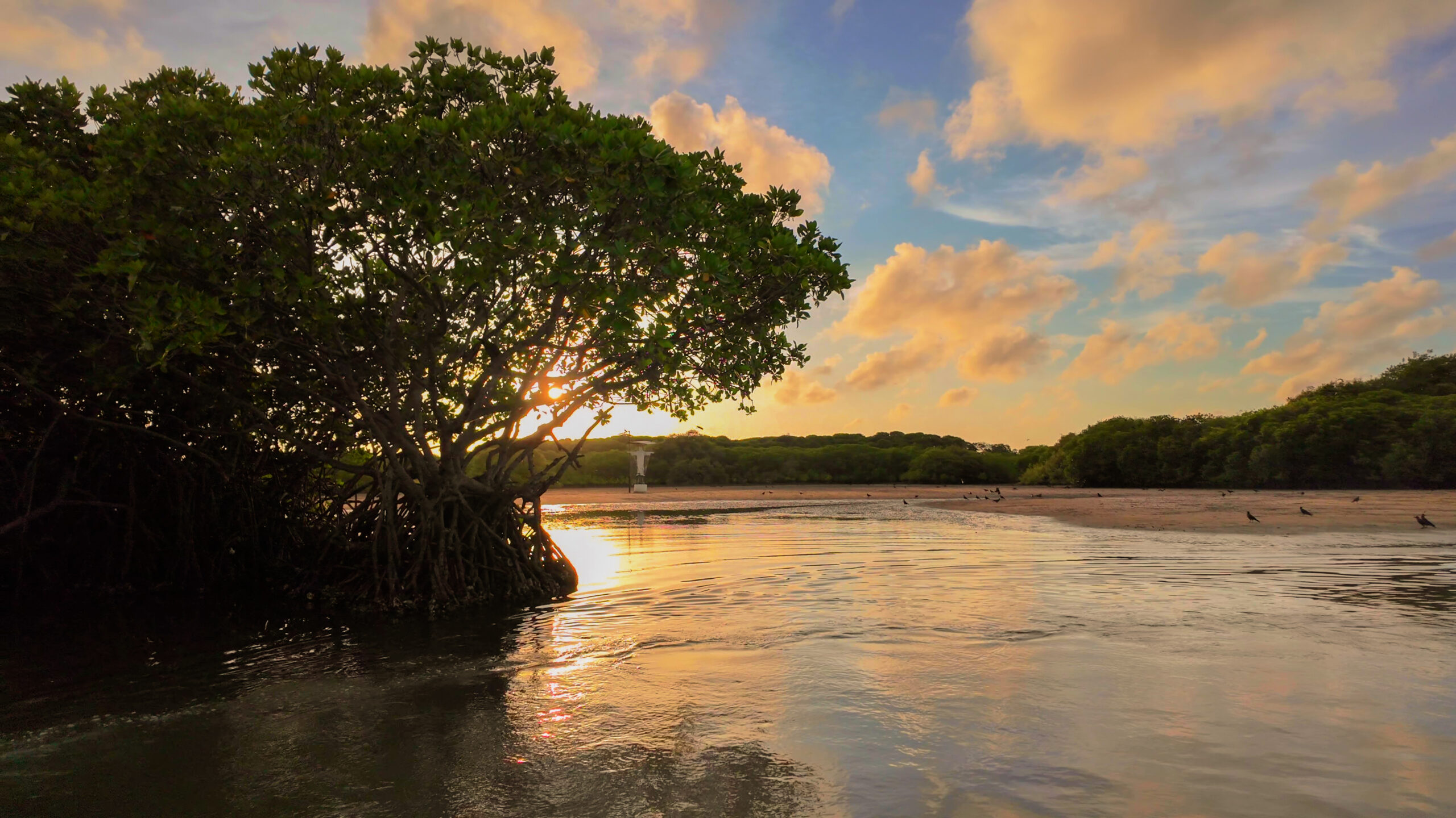 Lush mangrove forest channels on Negombo Lagoon boat tour Sri Lanka