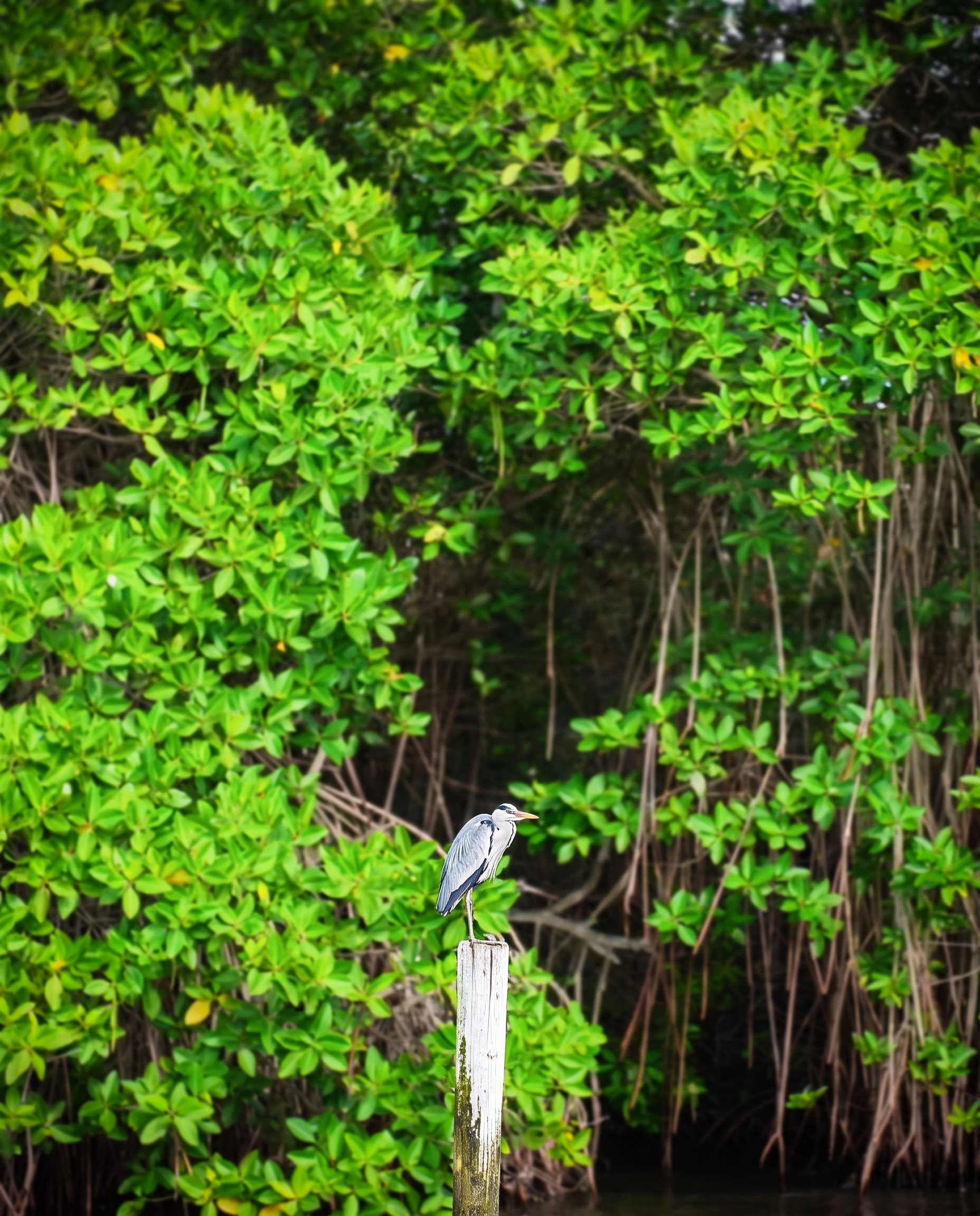 Lush mangrove forest channels on Negombo Lagoon boat tour Sri Lanka
