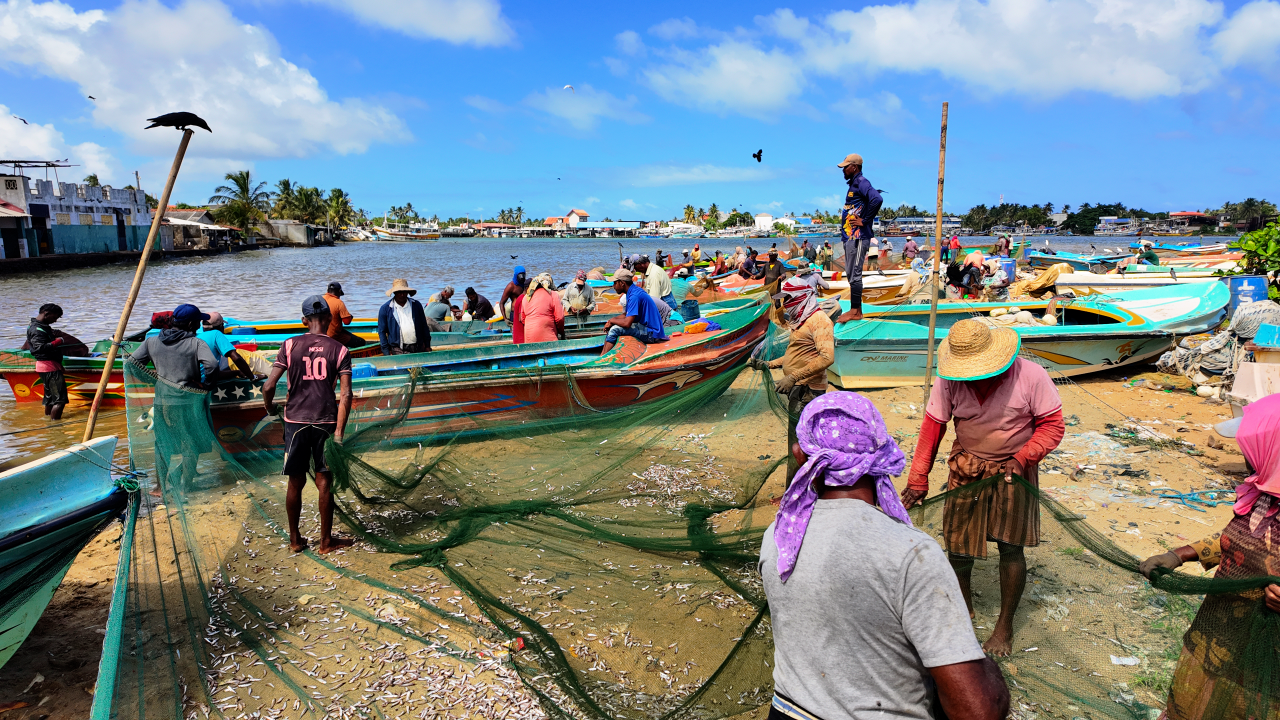 Traditional fishing village on Negombo Lagoon — local fishermen at work Sri Lanka