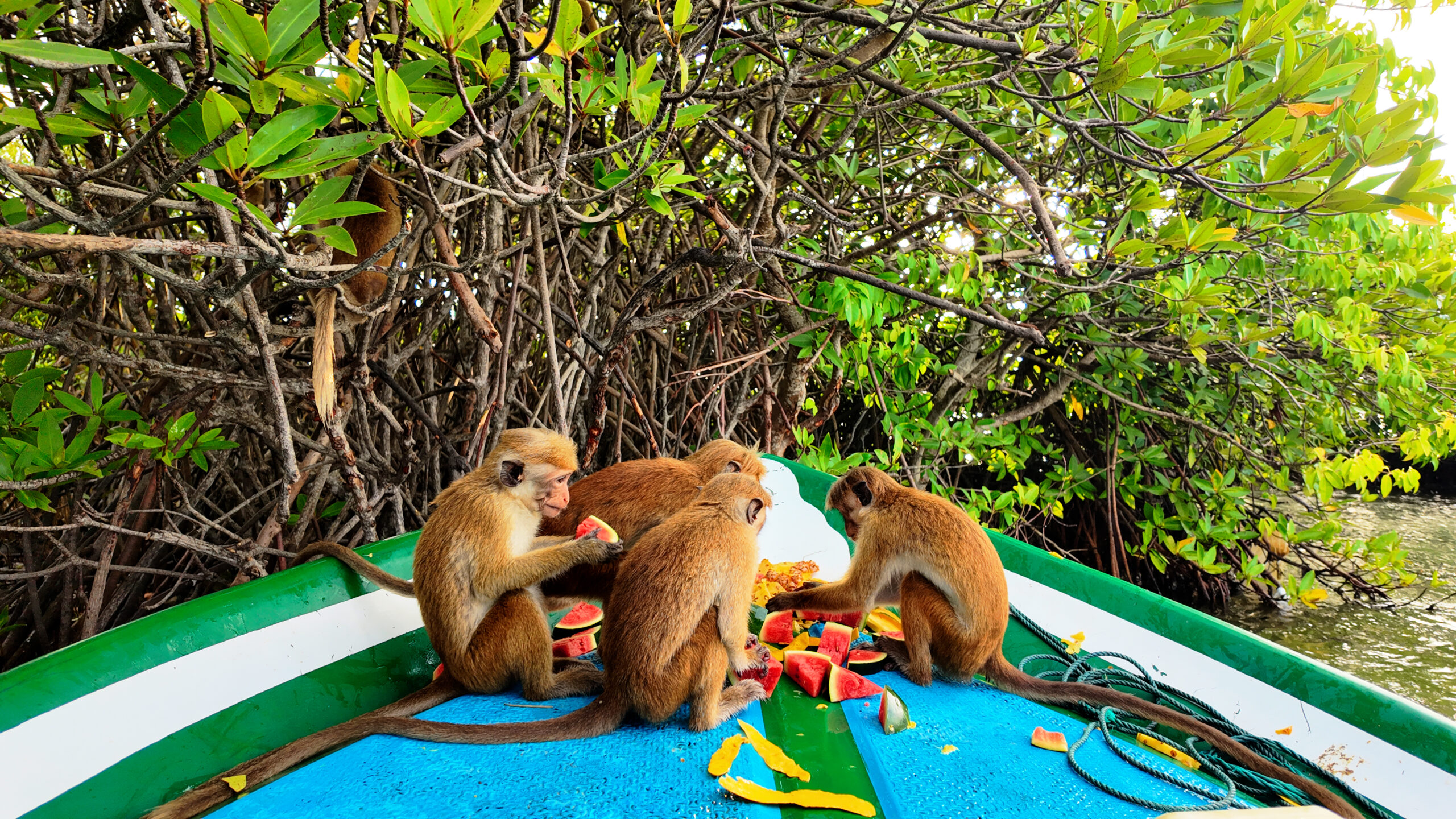 Monkey Island Negombo Boat Tour Sri Lanka — guided lagoon boat tour through Monkey Island, Dutch Canal and mangroves