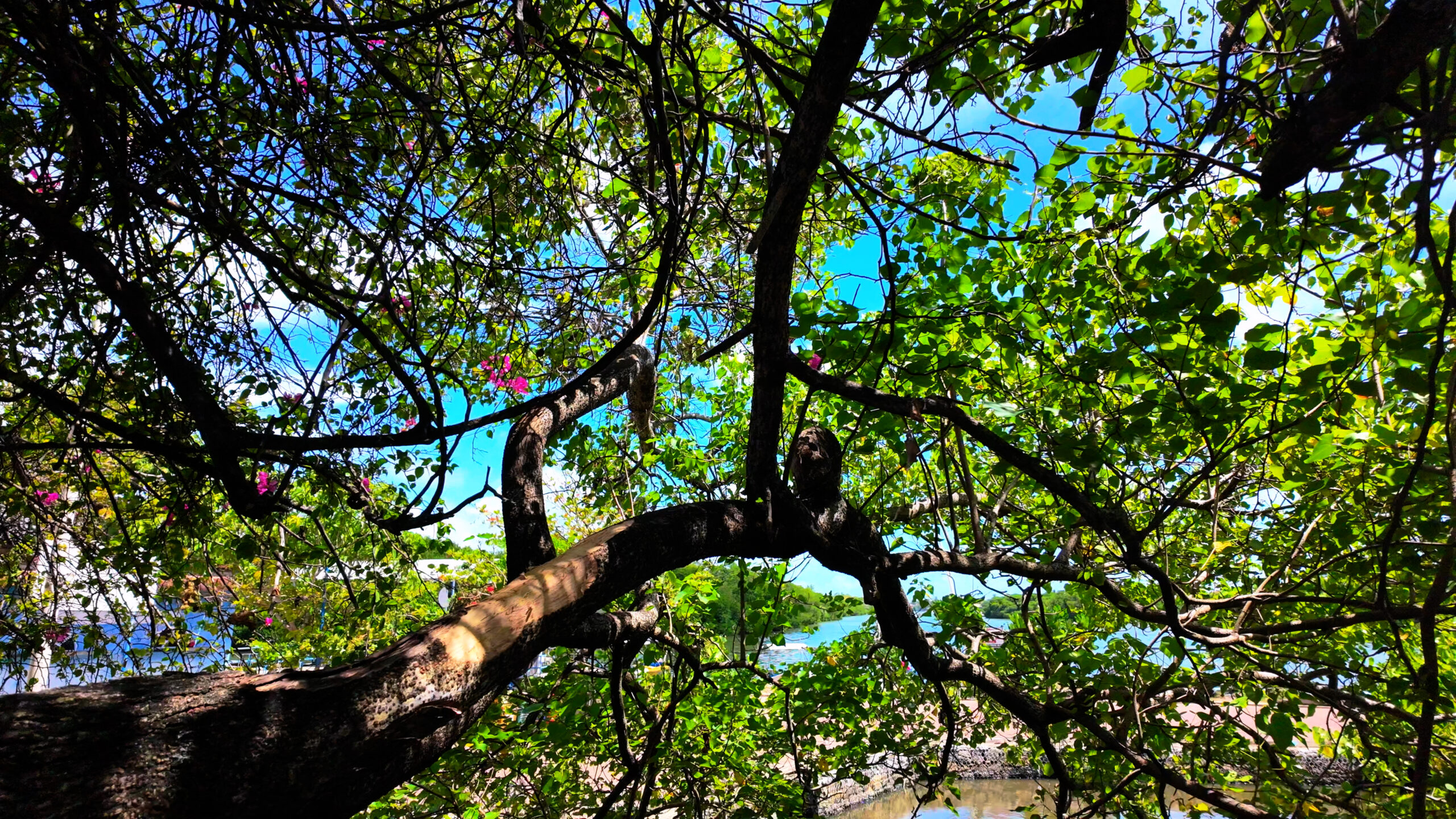 Wildlife spotting on Negombo Lagoon — birds and nature along the Dutch Canal Sri Lanka boat tour