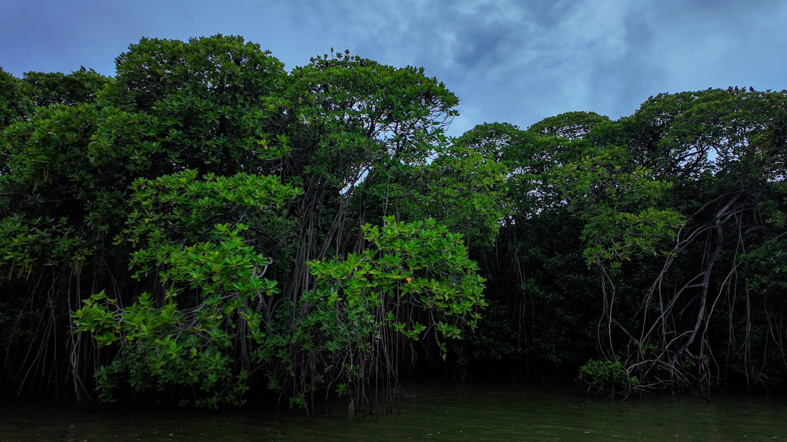 Bird watching on Negombo Lagoon — kingfishers, egrets and exotic birds Sri Lanka